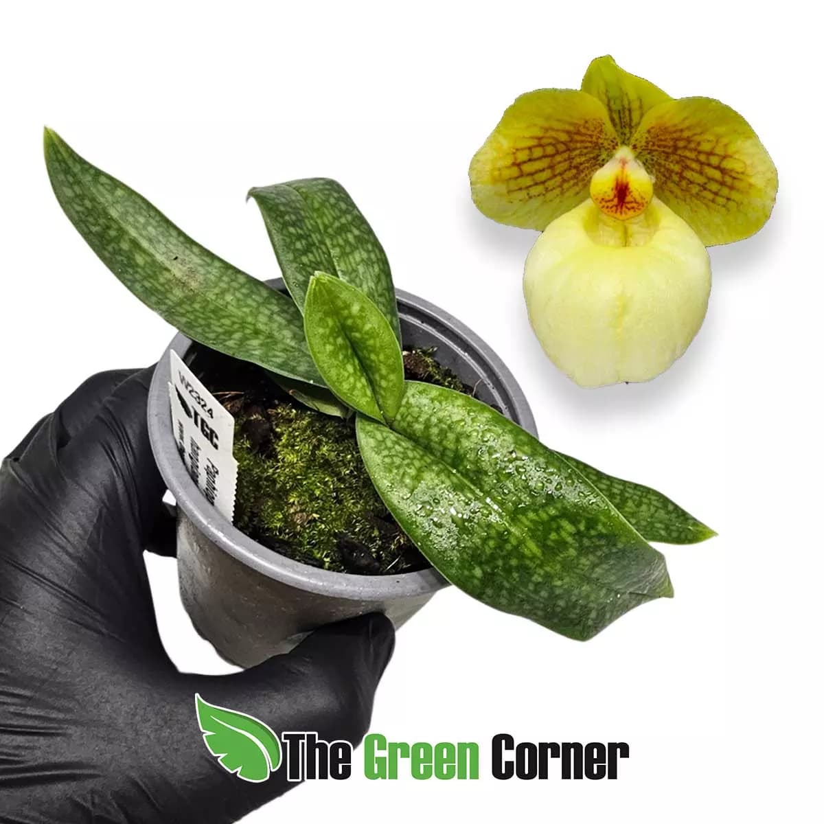 paphiopedilum-fumi-delight-hangianum