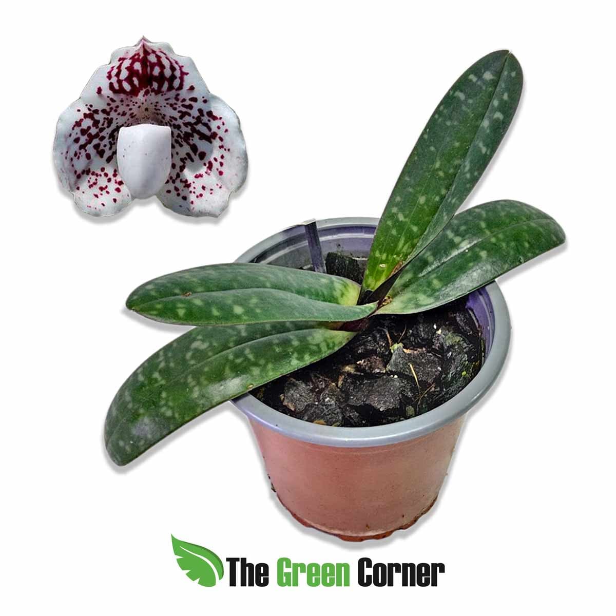 paphiopedilum-godefroyae