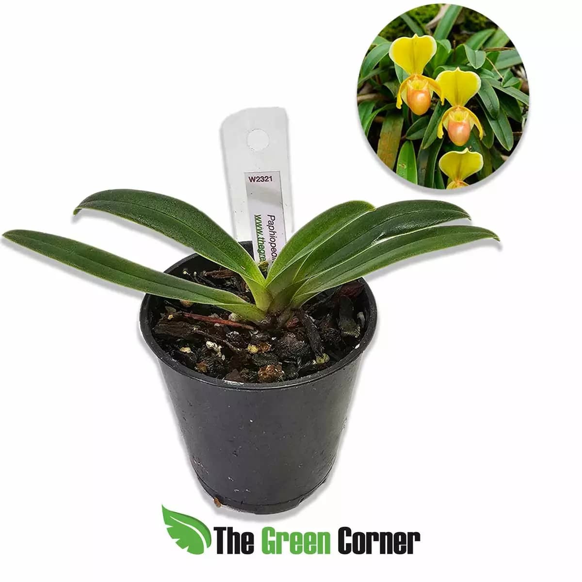 paphiopedilum-helenae