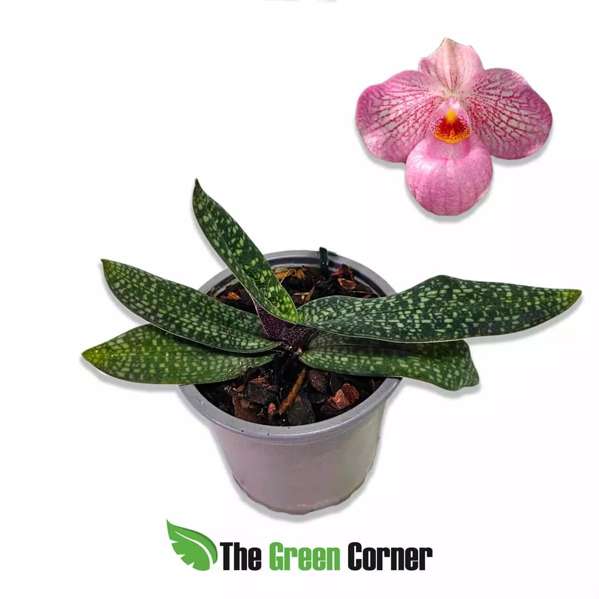 paphiopedilum-magic-lantern