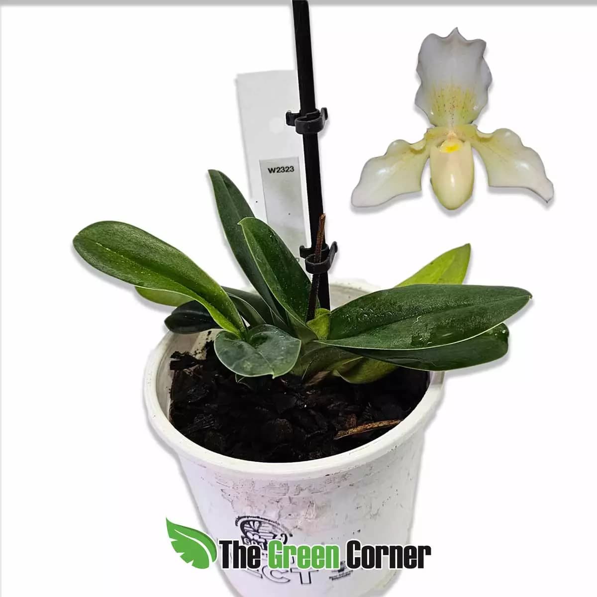 paphiopedilum-phips