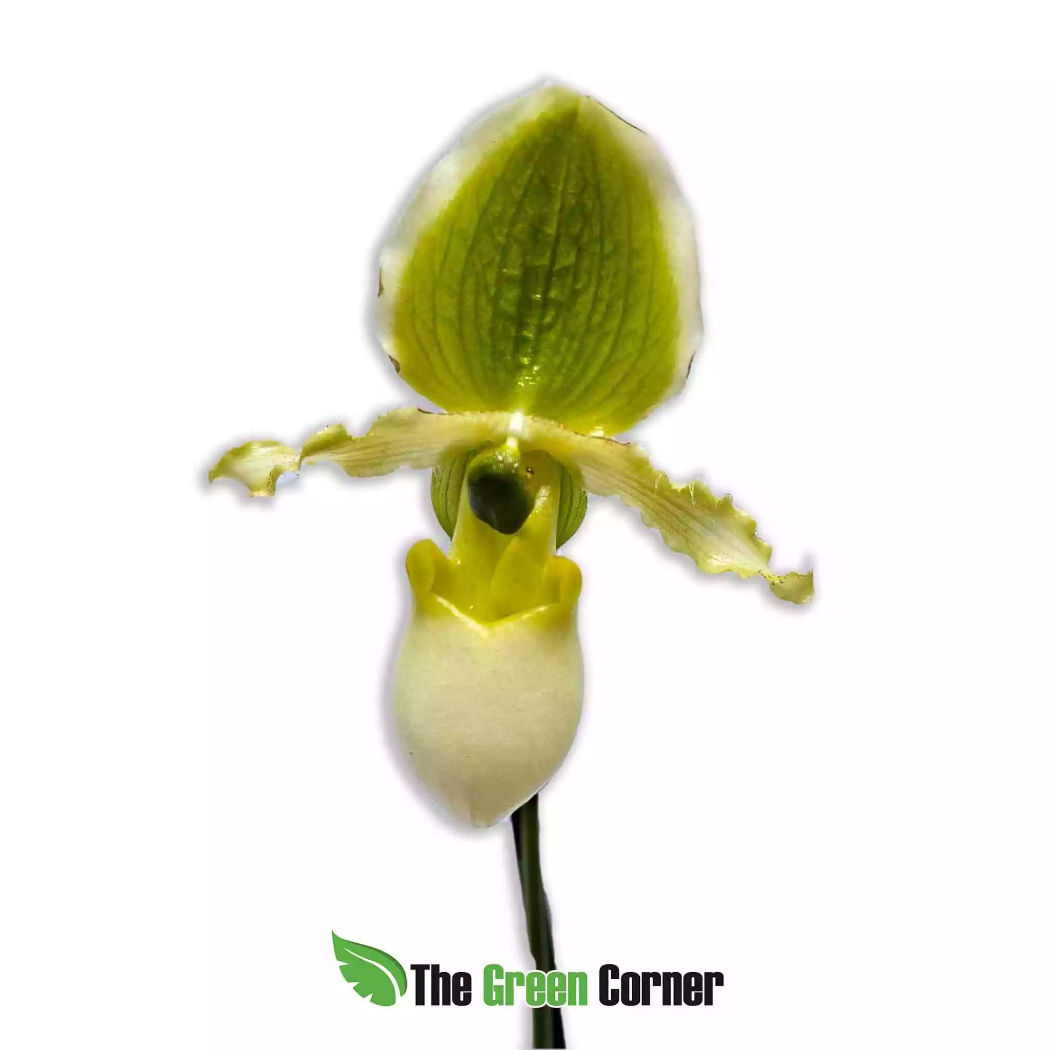paphiopedilum-primulinum