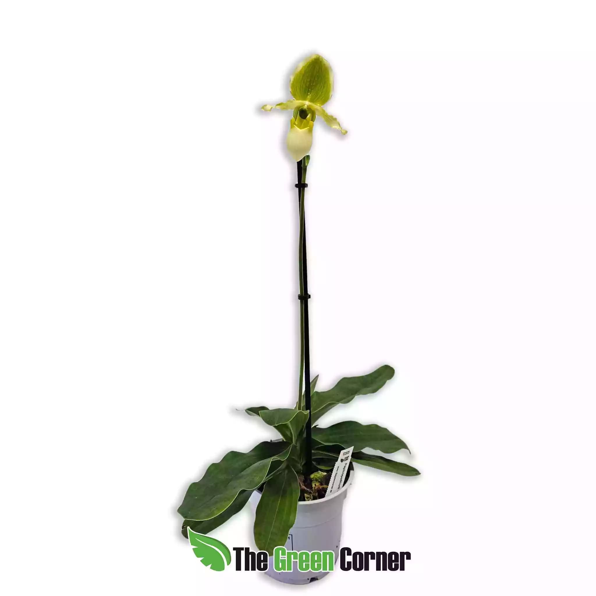 paphiopedilum-primulinum general