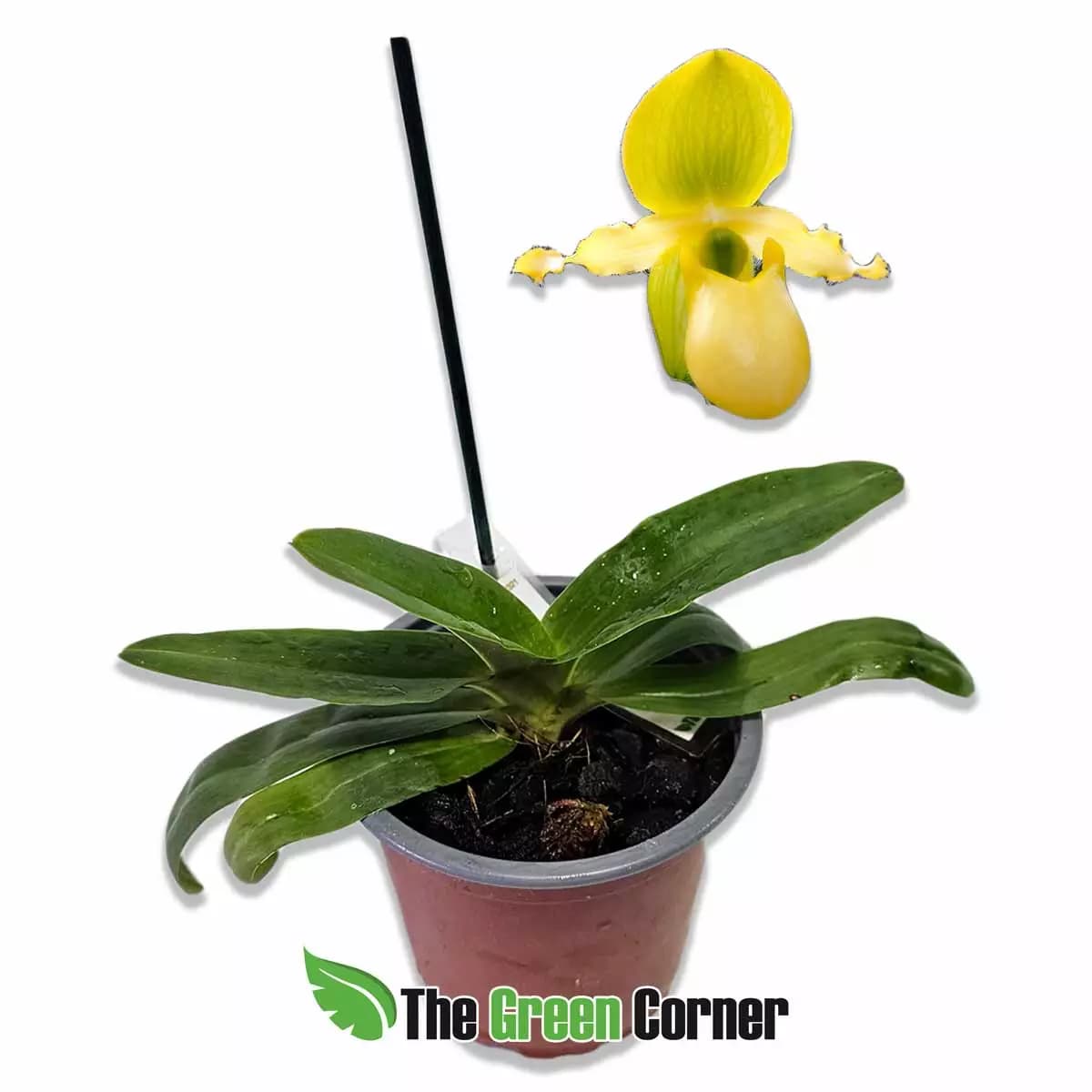 paphiopedilum-primulinum