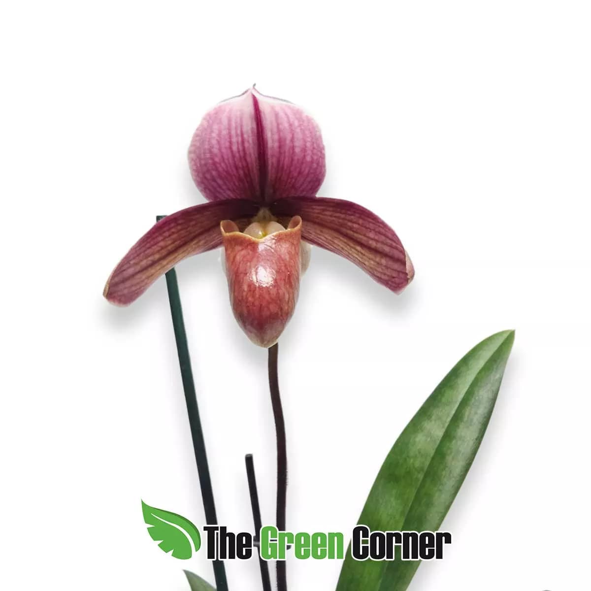Paphiopedilum Robin Hood 2