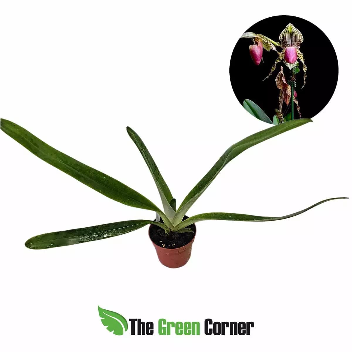 paphiopedilum-stone-ground