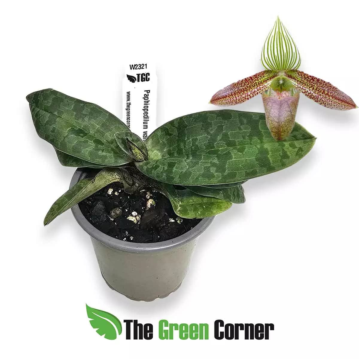 paphiopedilum-wardii
