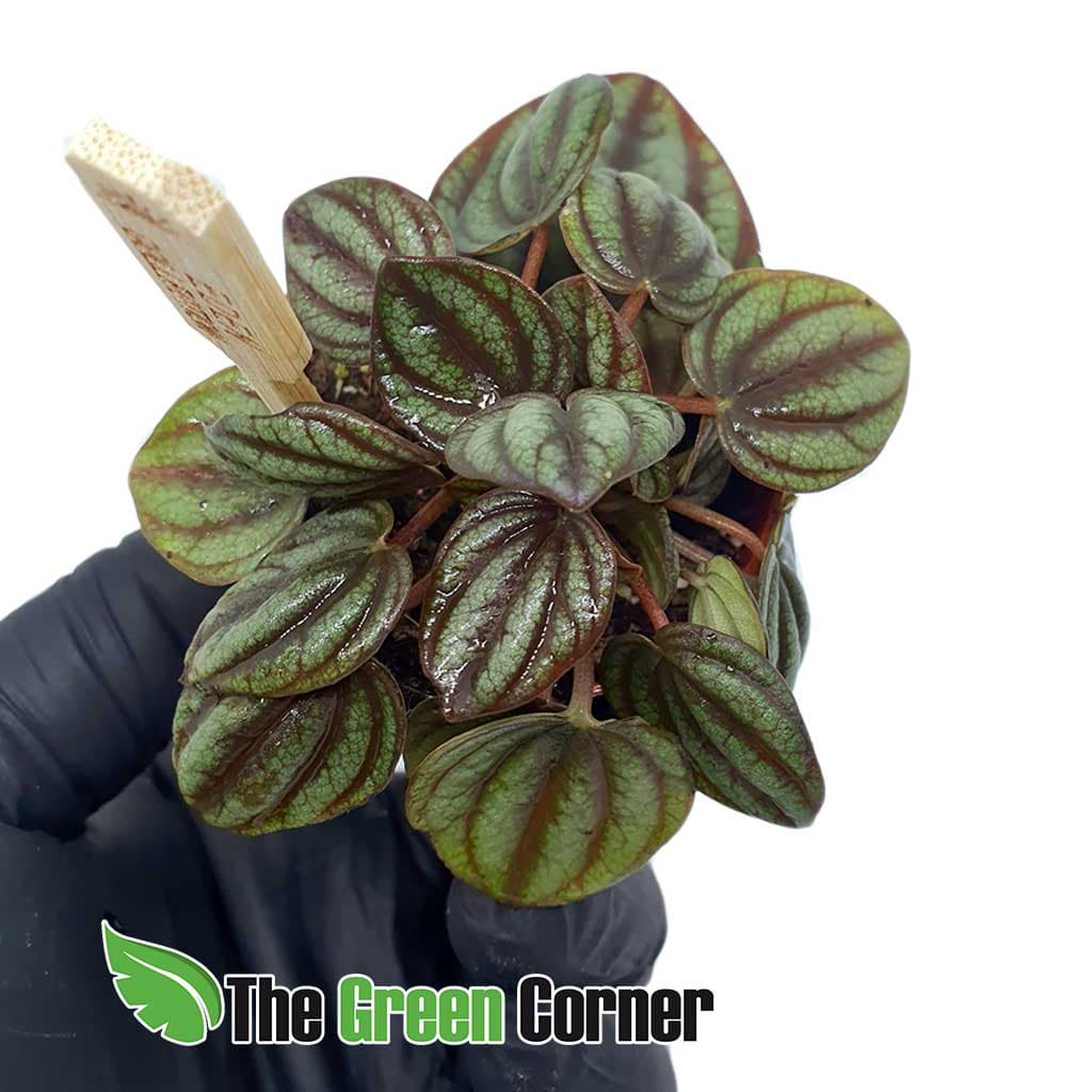 Peperomia albovittata: Una especie genial para terrarios