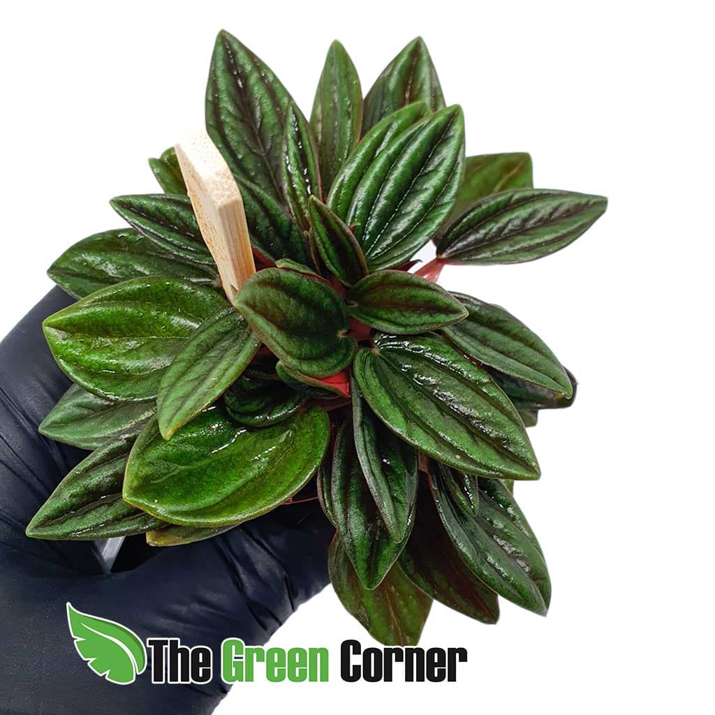 Peperomia-caperata: Una especie genial para terrarios