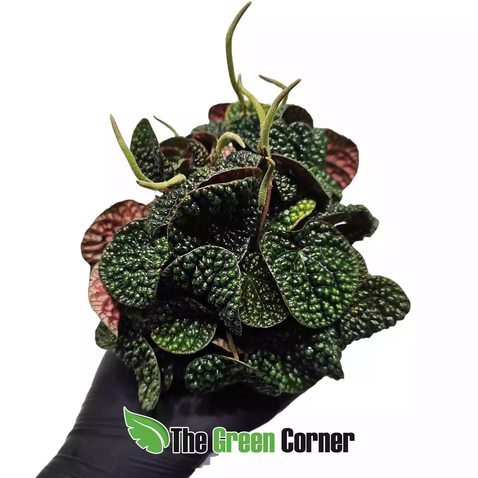 peperomia-green-buble-general