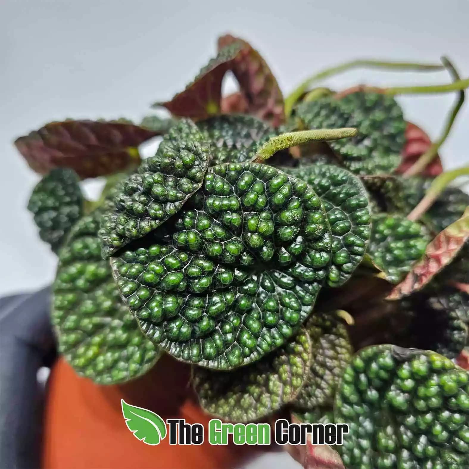peperomia-green-buble