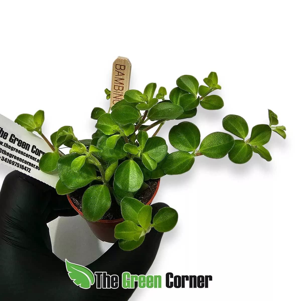 peperomia-rotundifolia