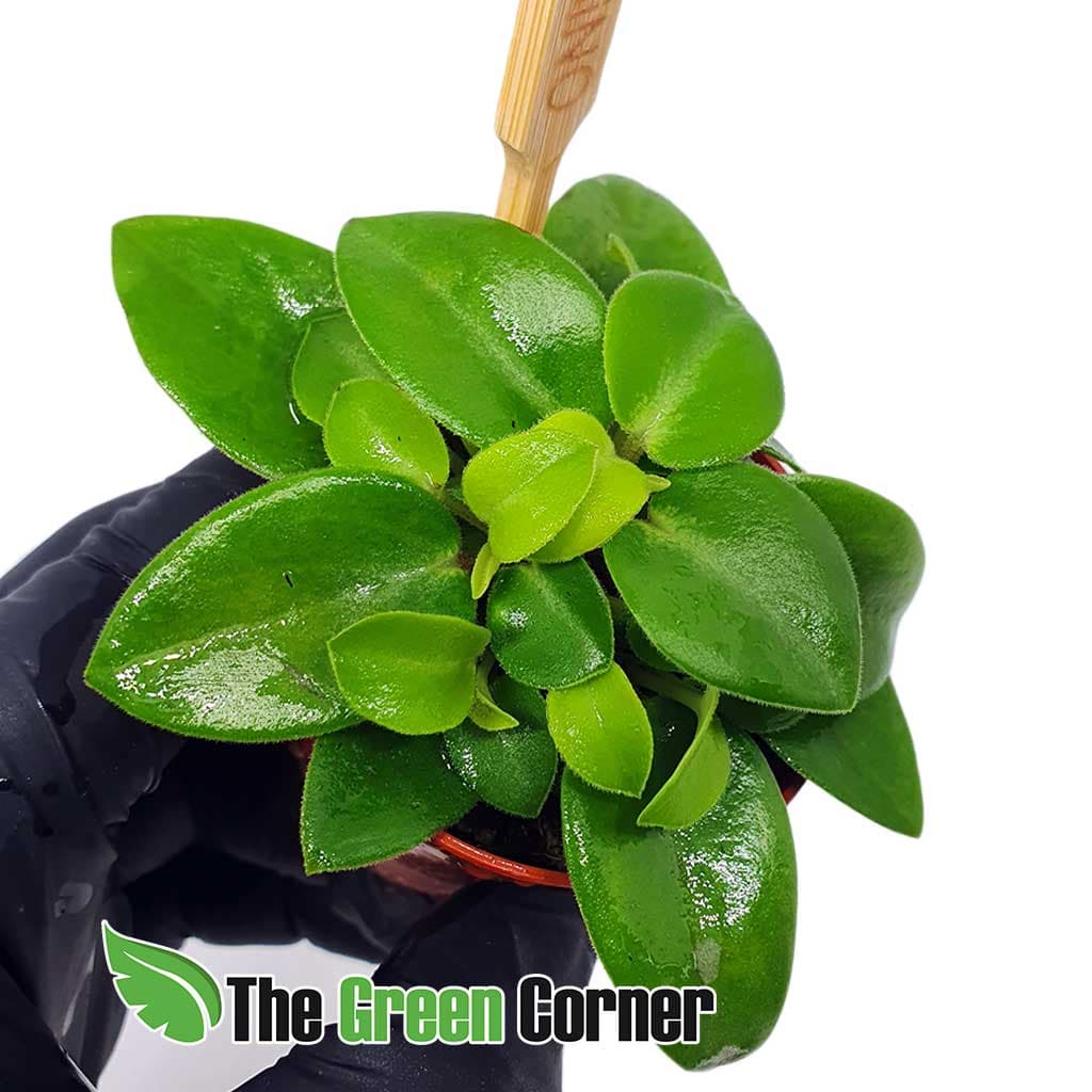 Peperomia serpens: Una especie genial para terrarios