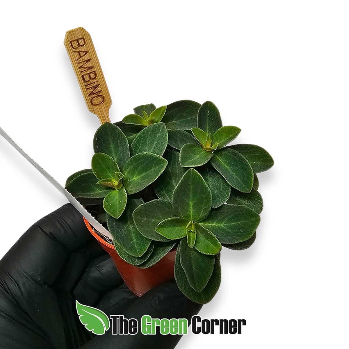peperomia--verticillata