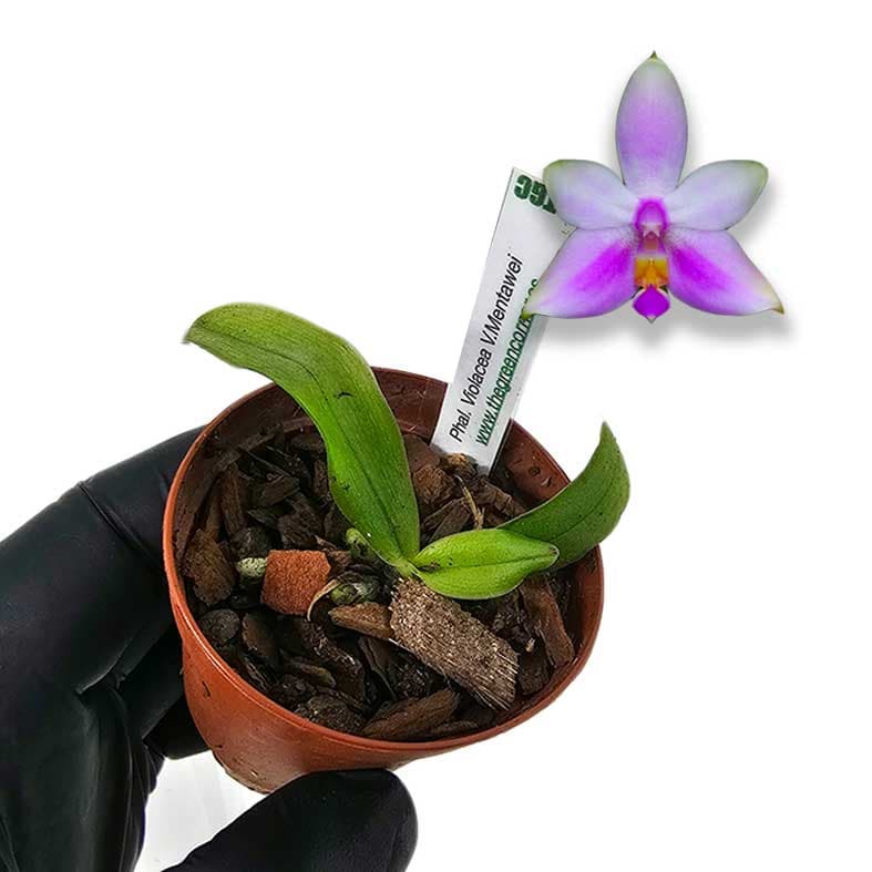 Phalaenopsis violacea var. Mentawei: kit de rustificacion