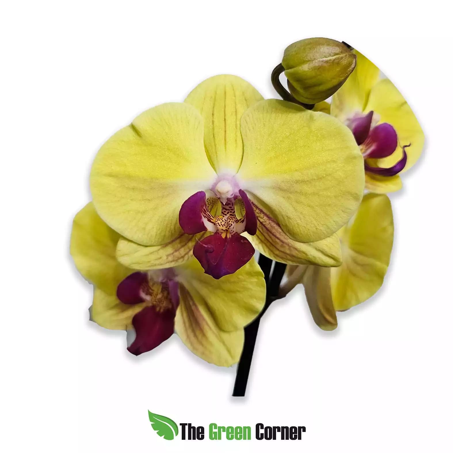 phalaenopsis-amarilla-labelo-rojo-1
