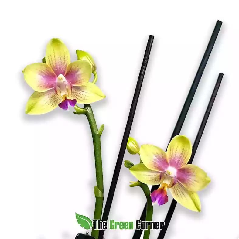 Phalaenopsis Biondoro