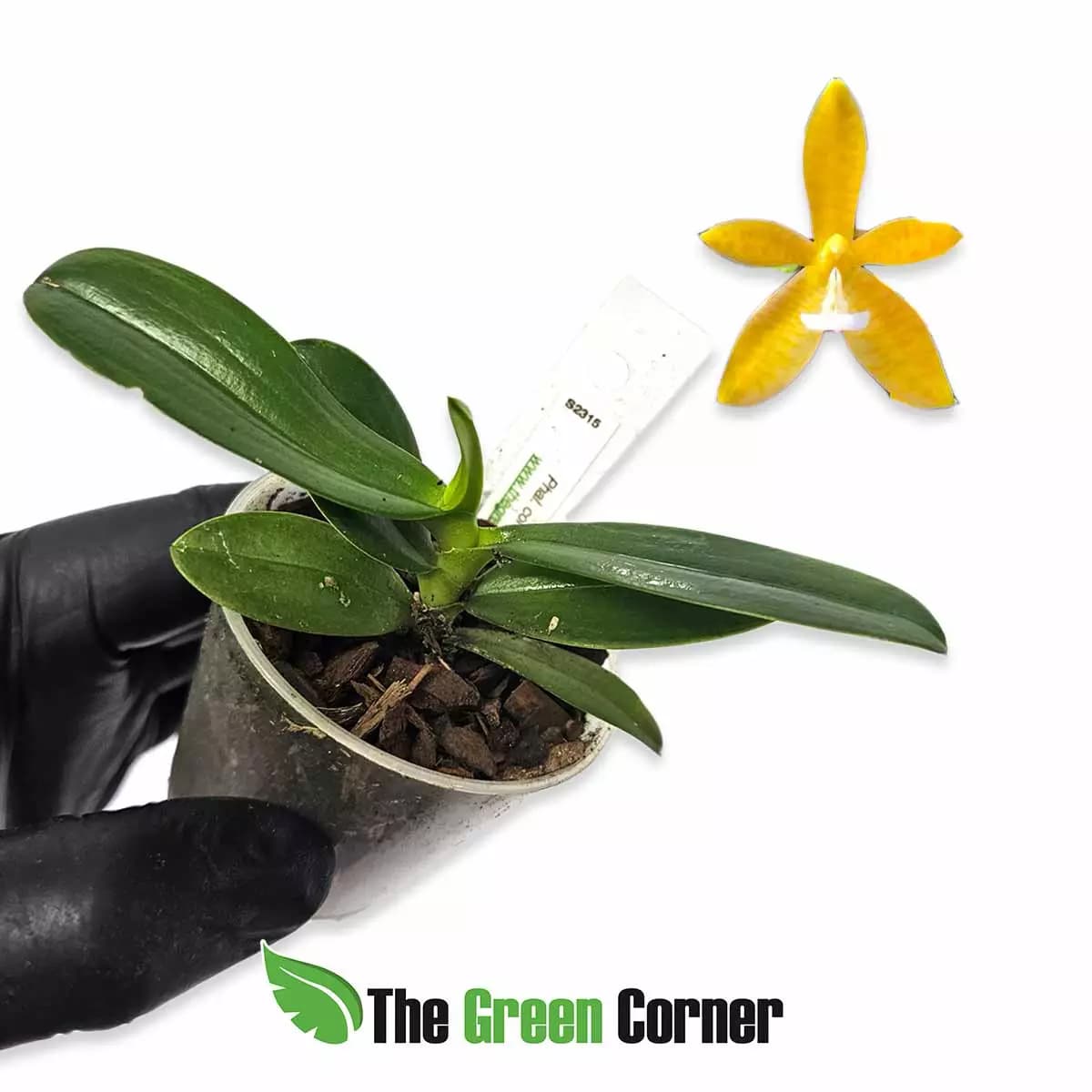 phalaenopsis-cornu-cervi-flava