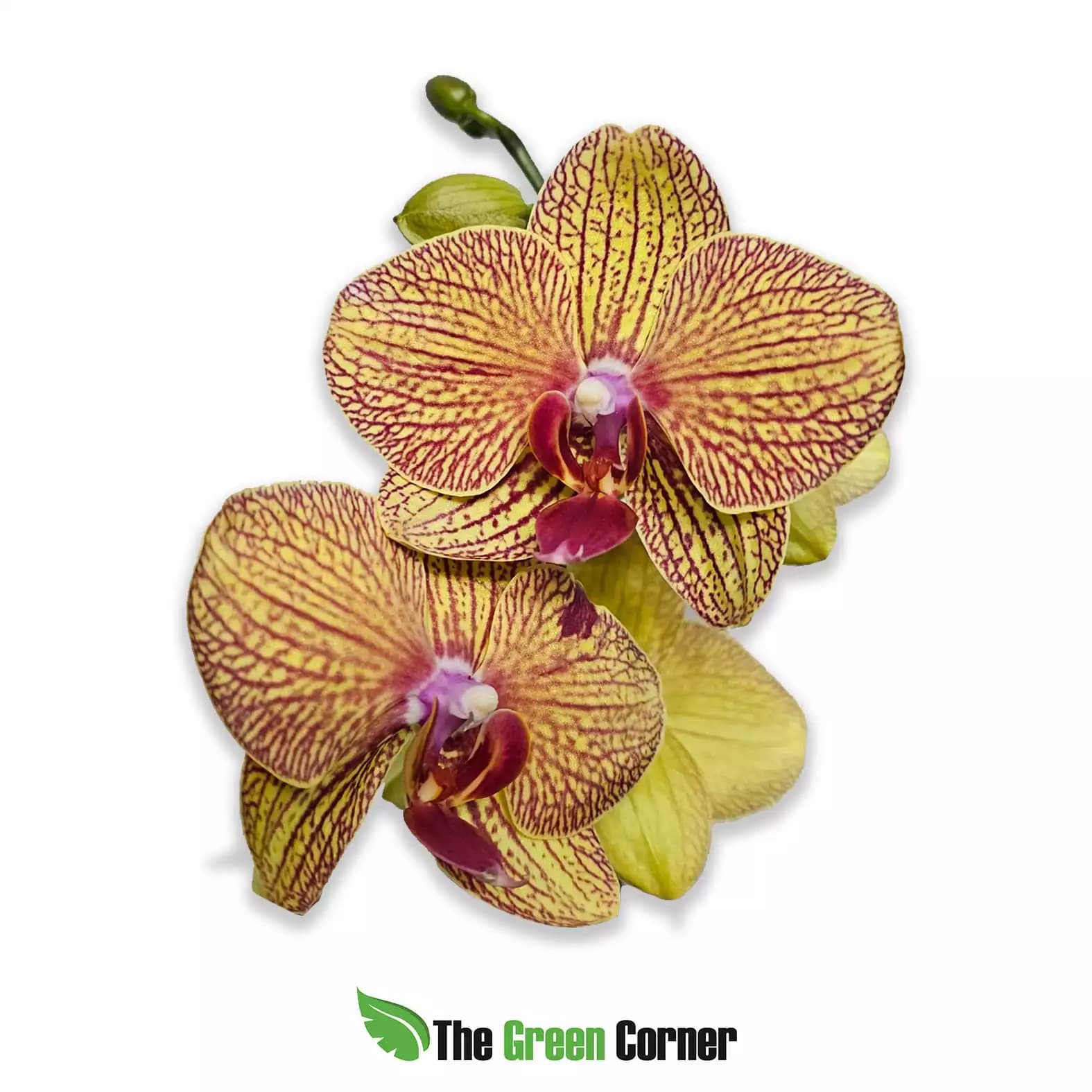 phalaenopsis-hibrida-amarilla-estriada