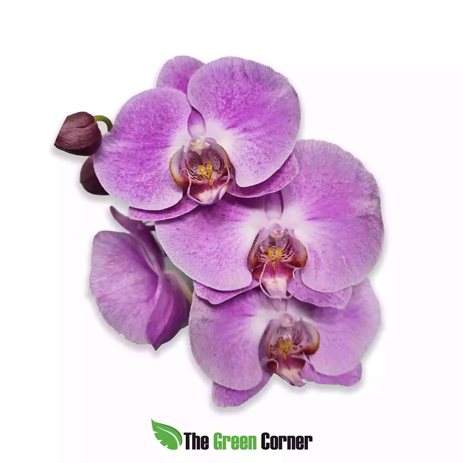 phalaenopsis-hibrida-rosa