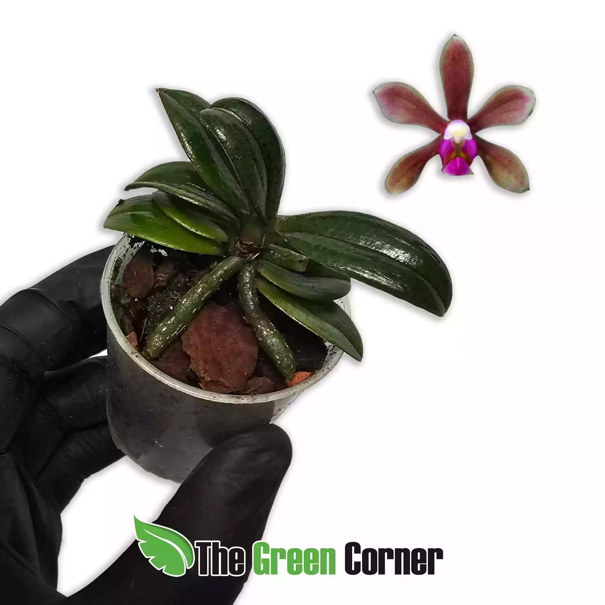 phalaenopsis-honghenensis-x-cornu-cervi-red