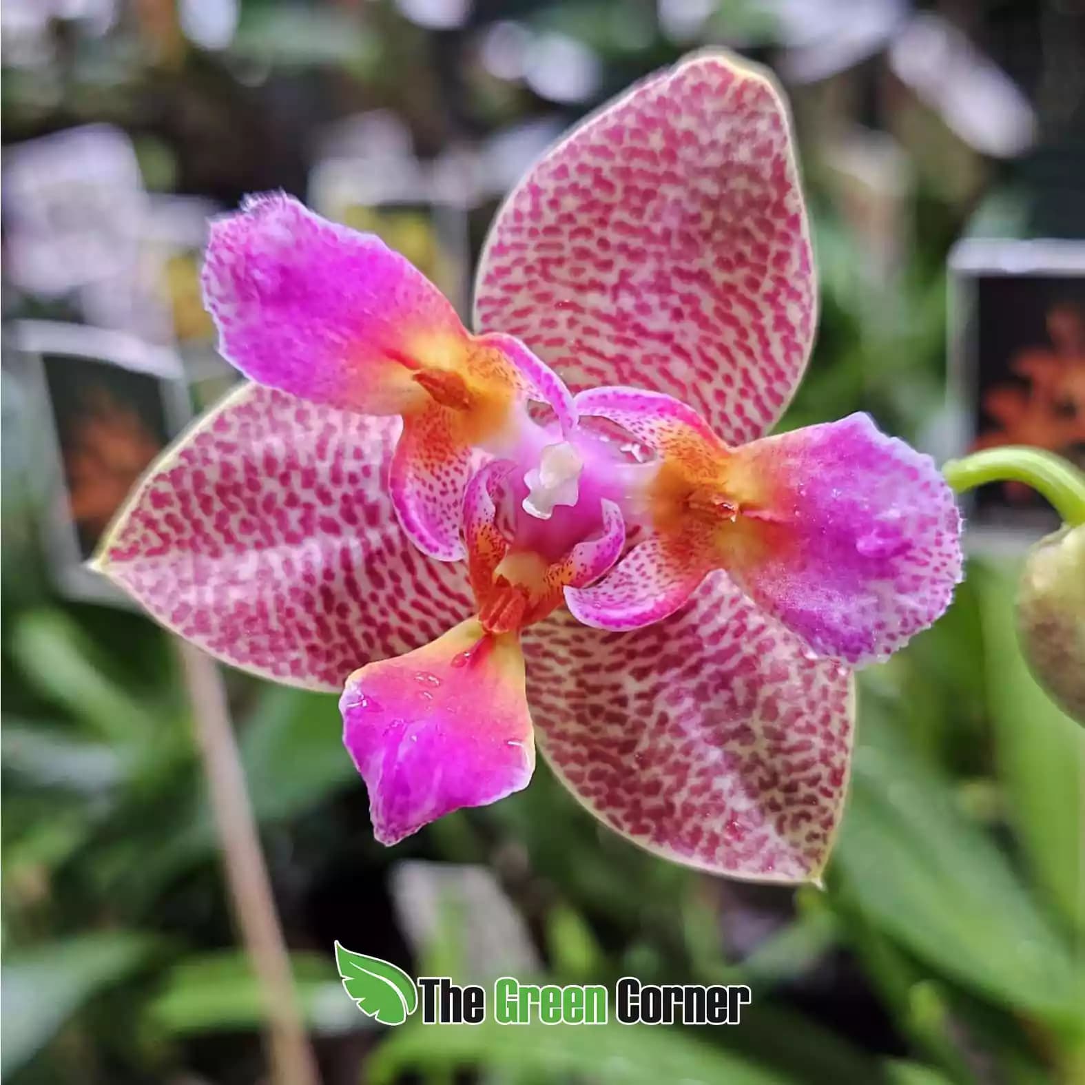 phalaenopsis-hoy-fairy-tale-flor