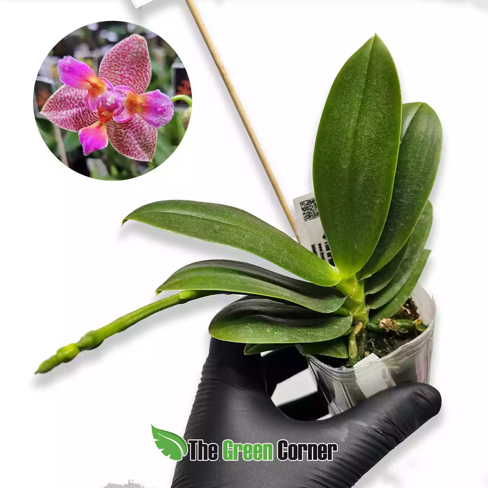 Phalaenopsis Joy Fairy Tale