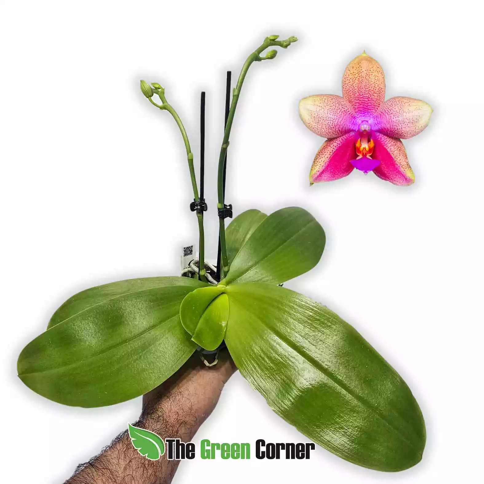 phalaenopsis-liodoro