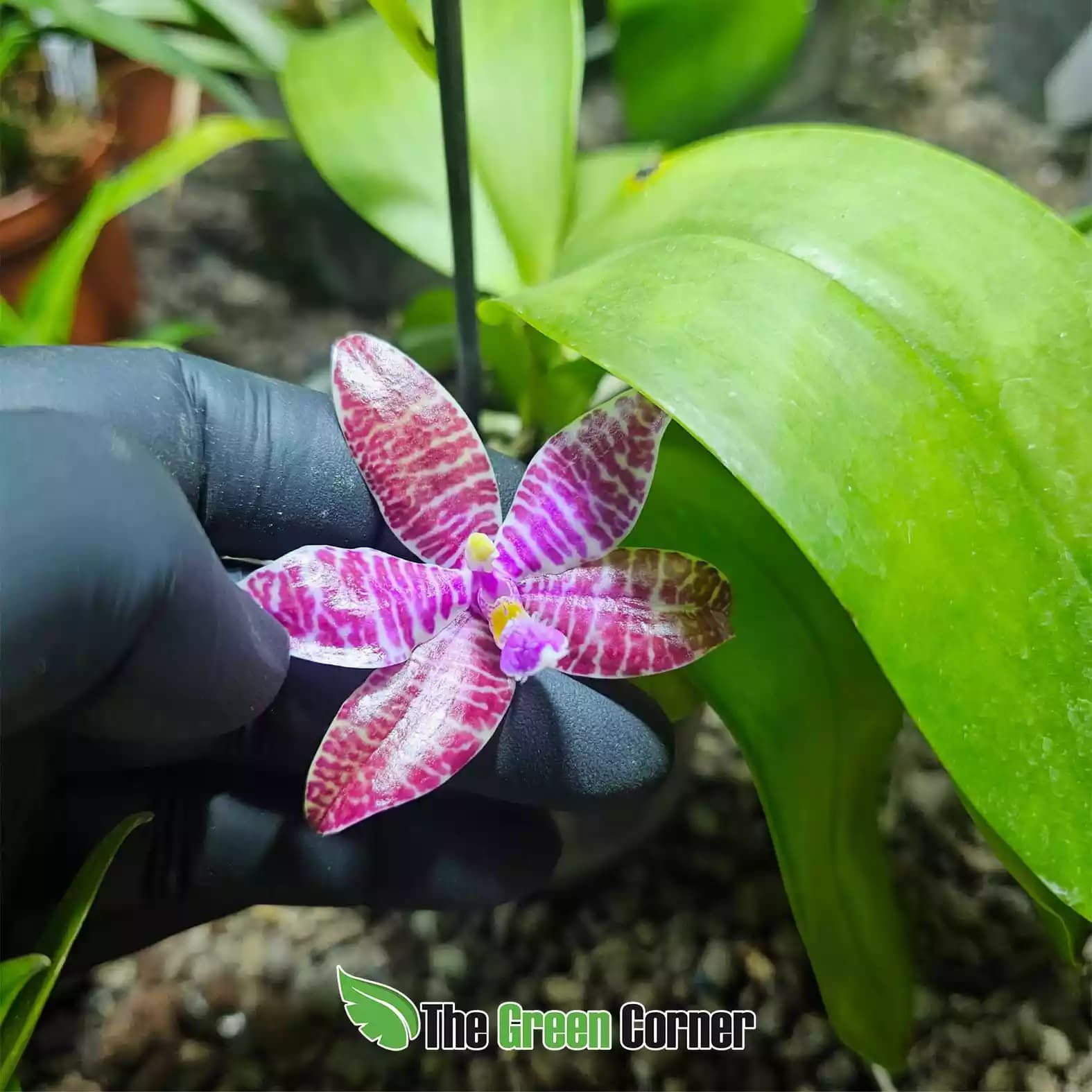 phalaenopsis-luddemanniana-flor
