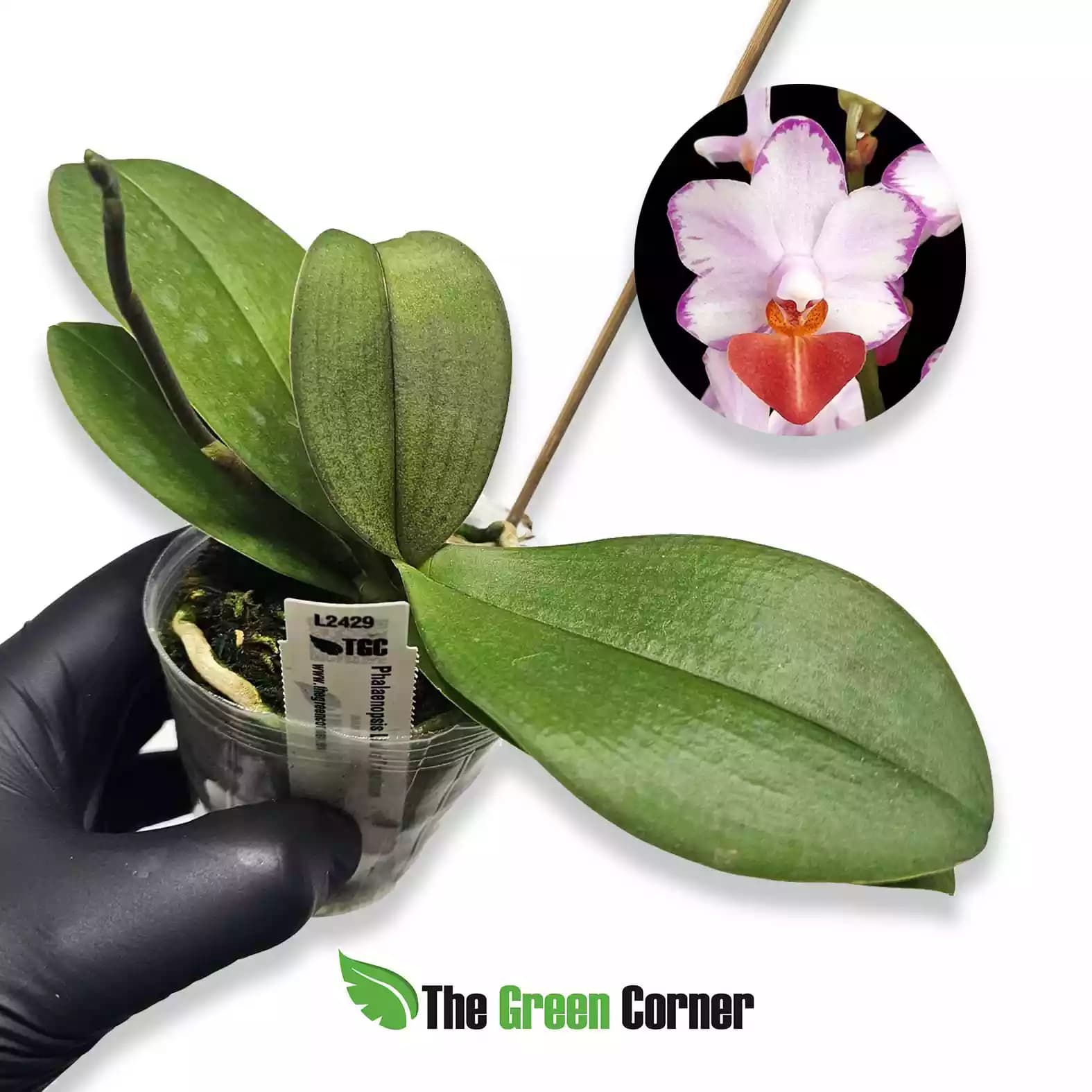 phalaenopsis-luis-triprince