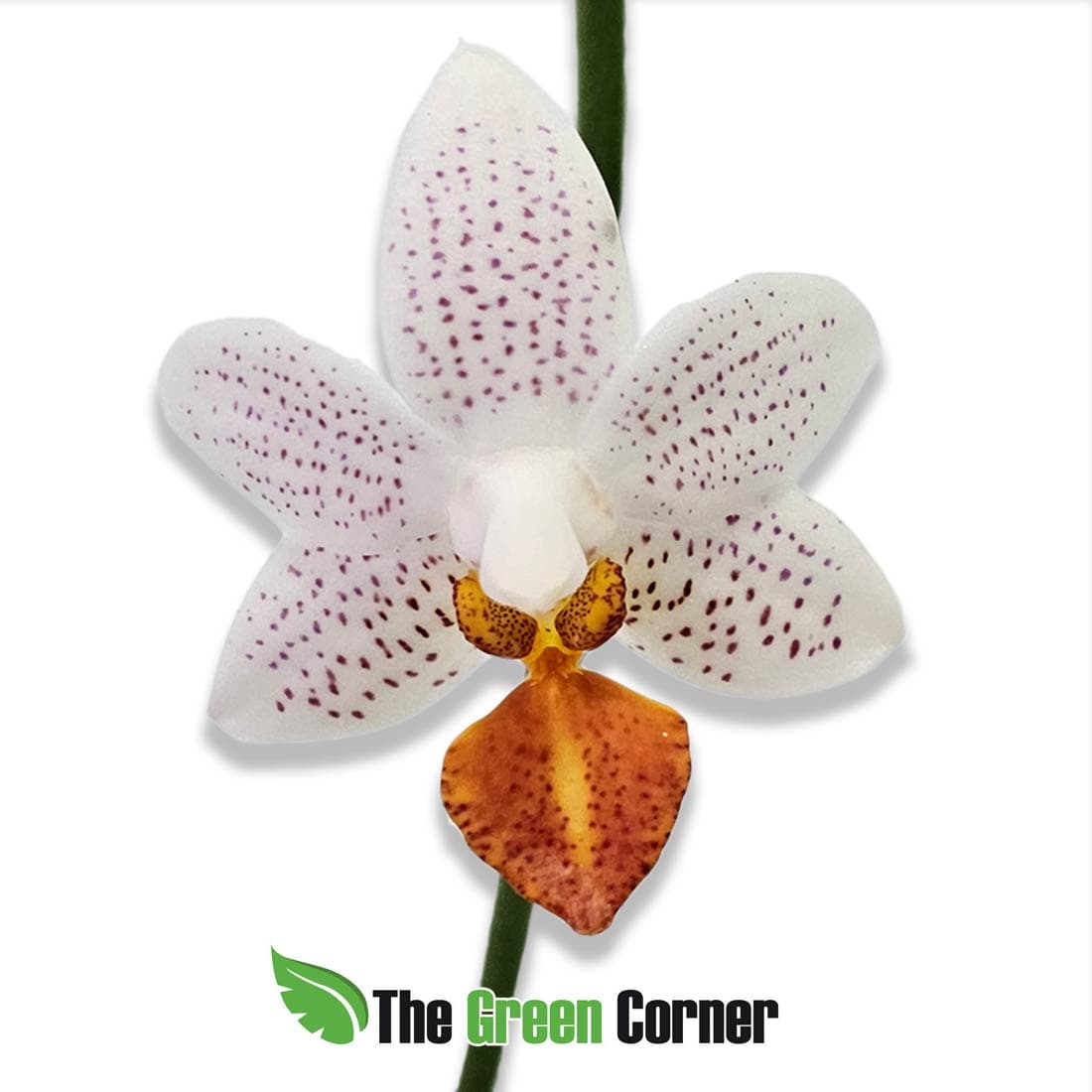 phalaenopsis-minimarkt-mini-flor