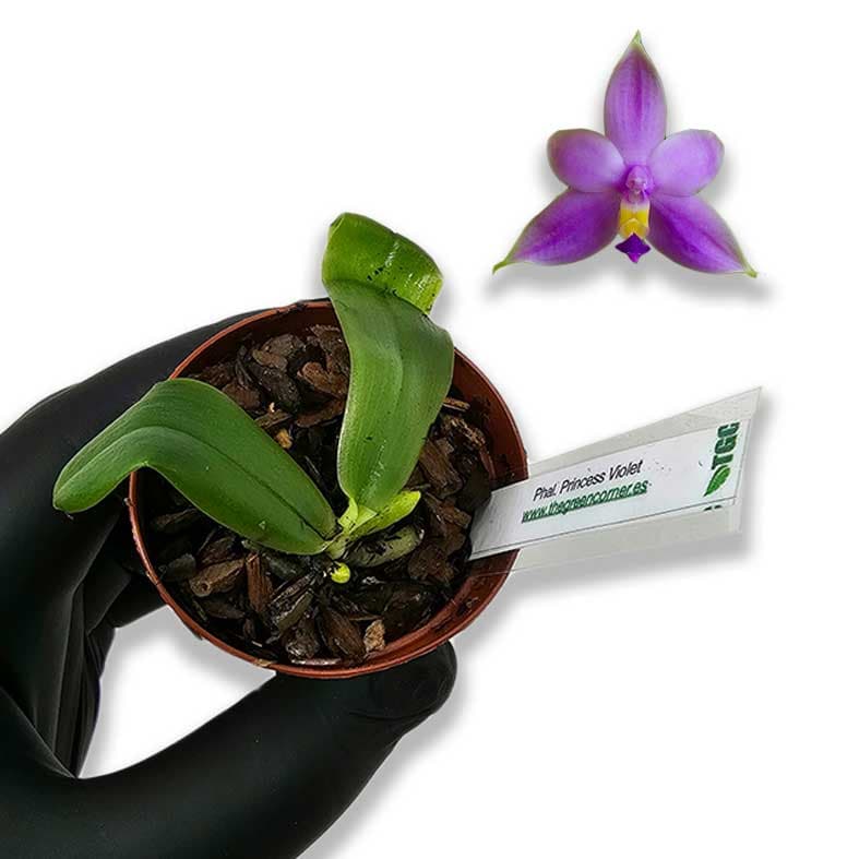 phalaenopsis-princess-violet