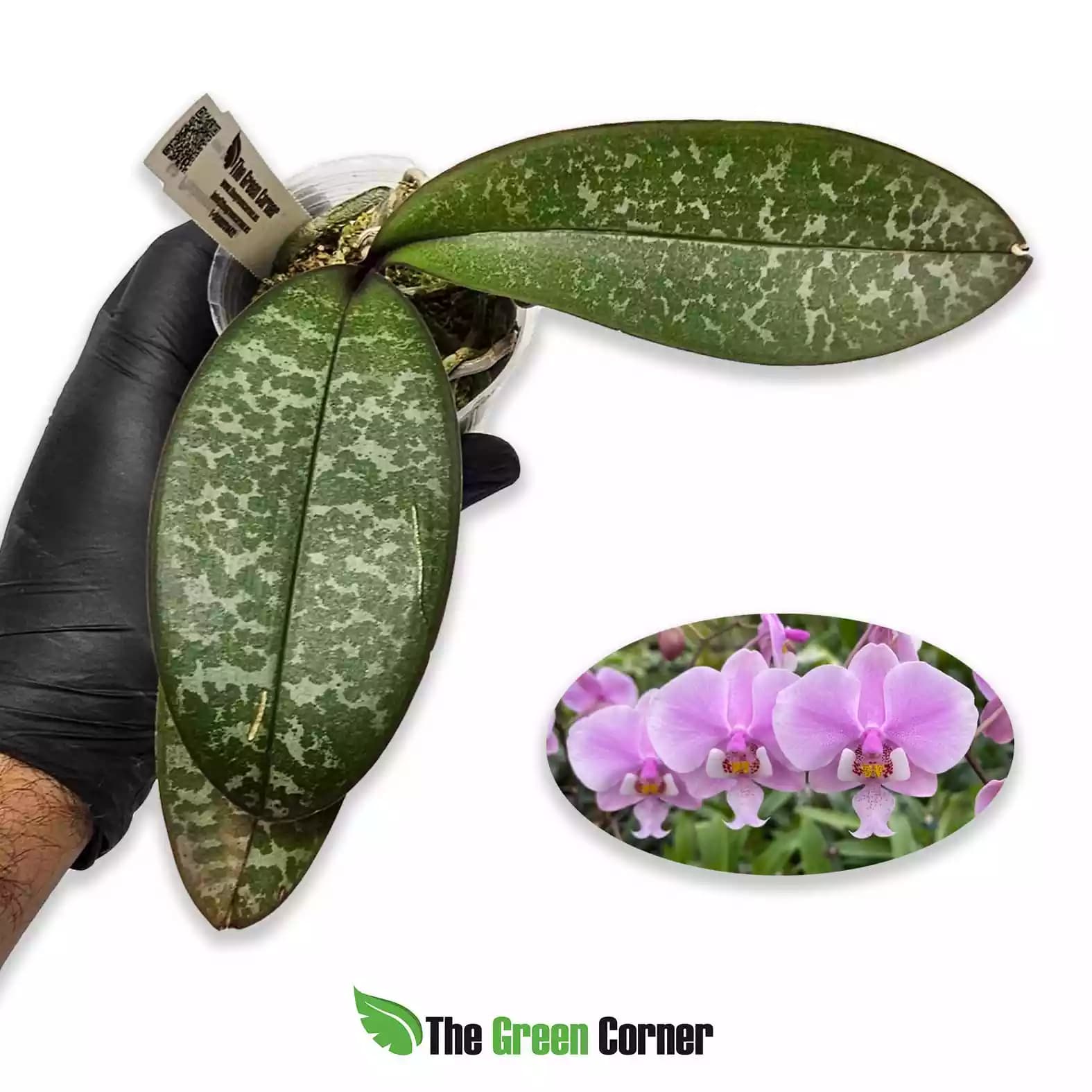 phalaenopsis-schilleriana