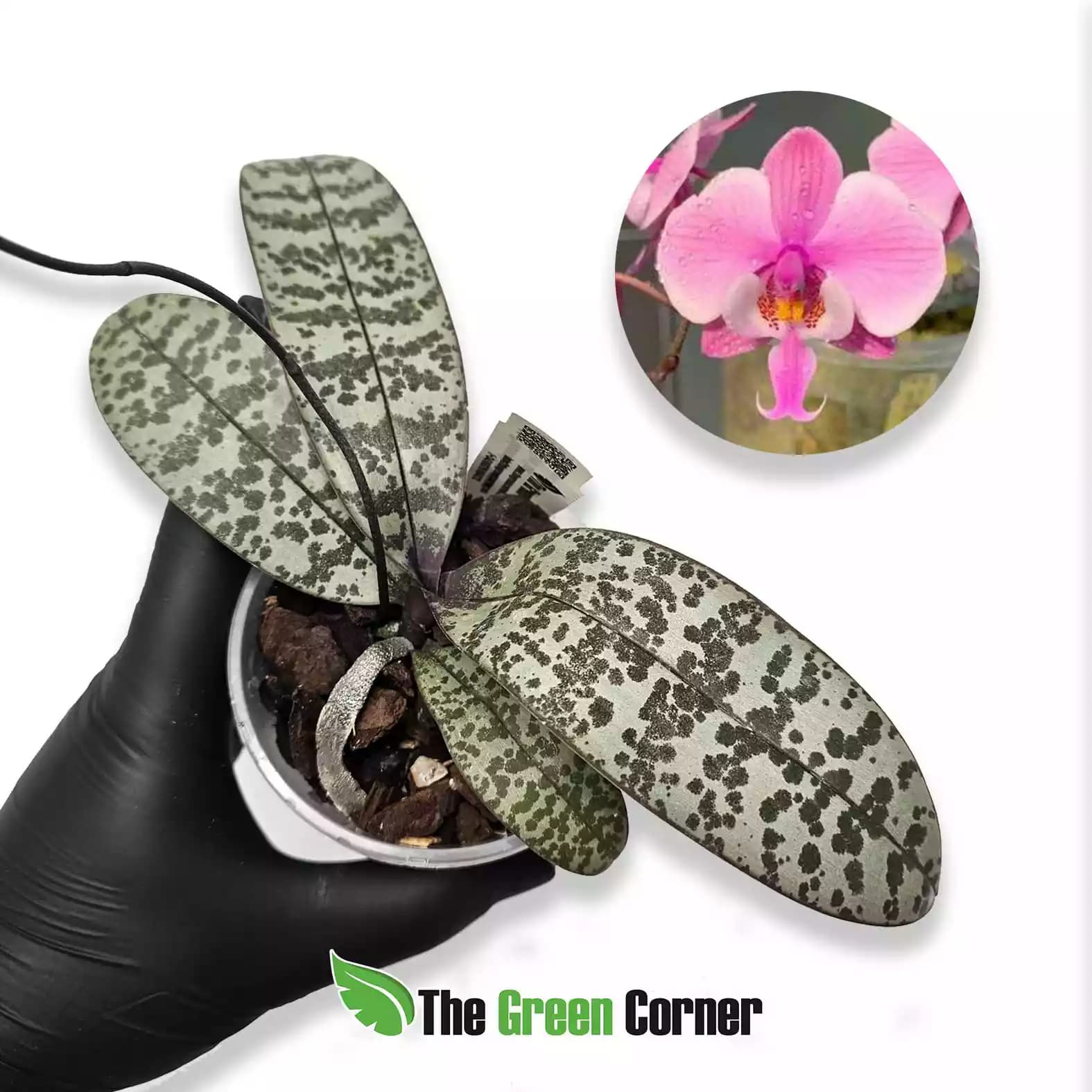phalaenopsis-schilleriana-silver-leaf
