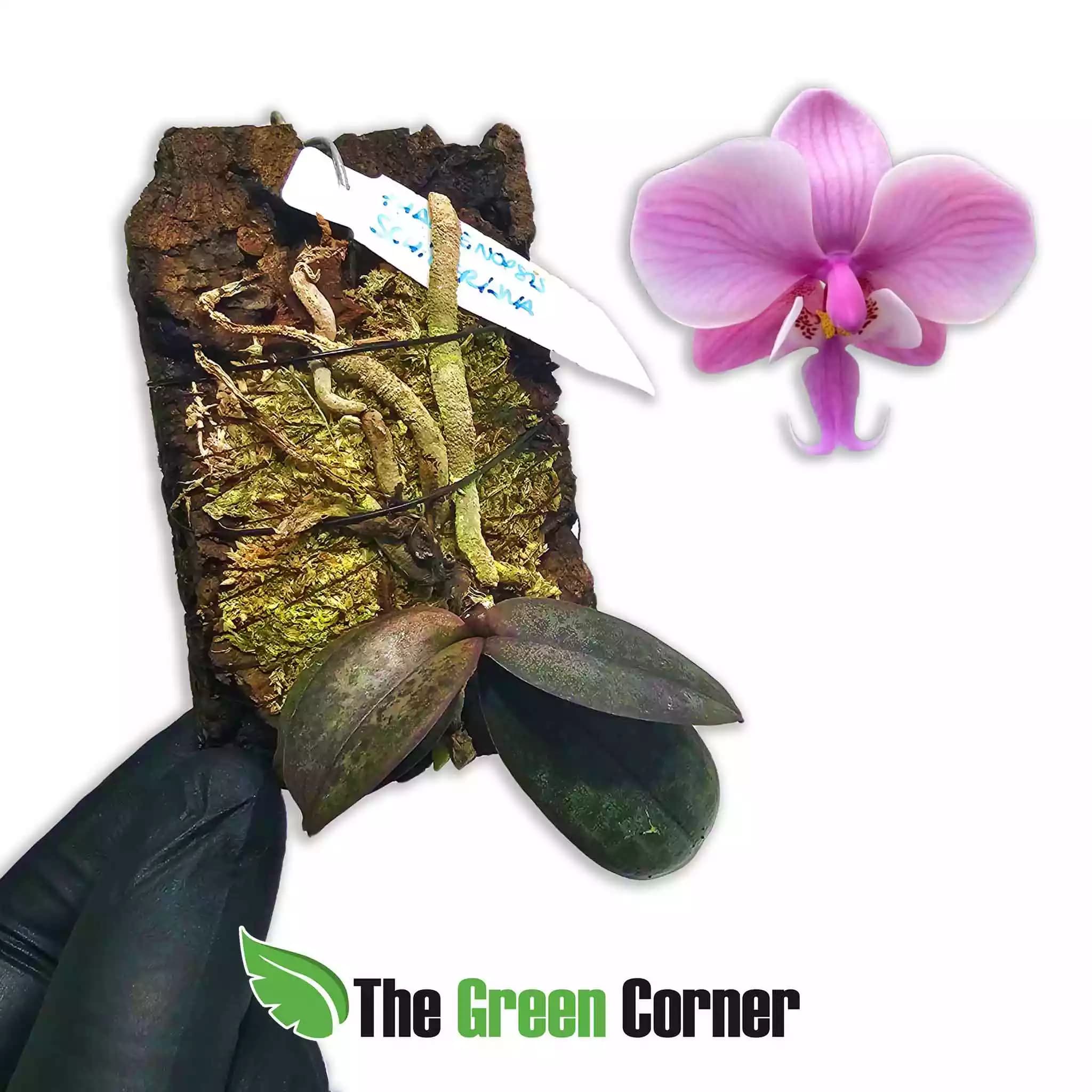 phalaenopsis-schilleriana