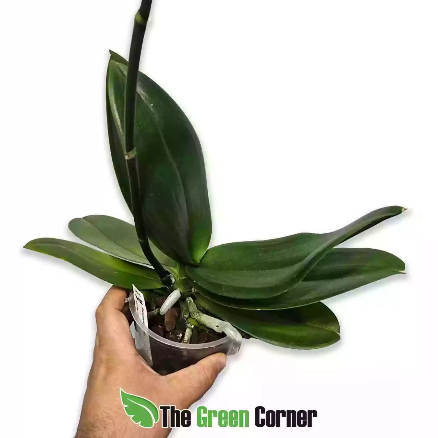 Phalaenopsis híbrida SIN FLOR