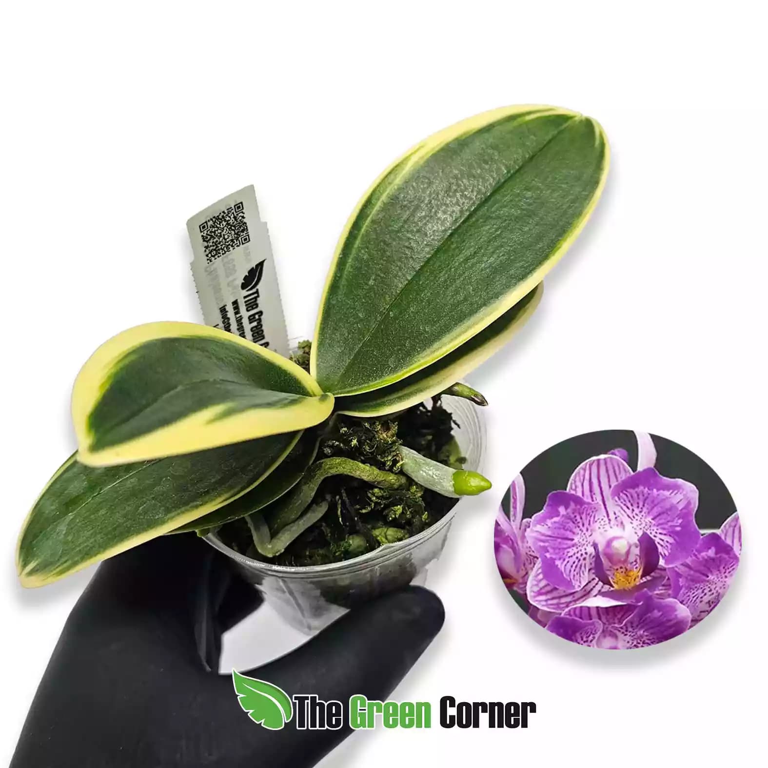 phalaenopsis-sogo-viven-pelorc