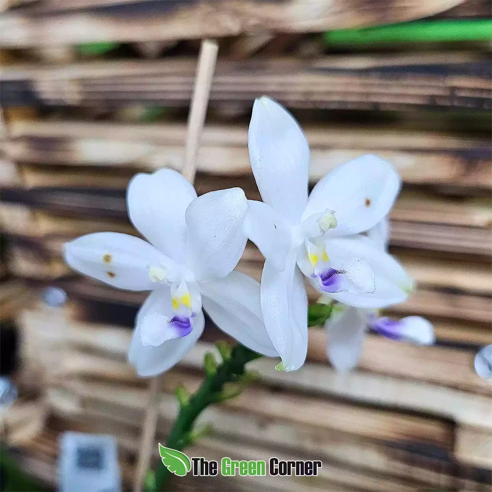 Phalaenopsis speciosa Brown Spots