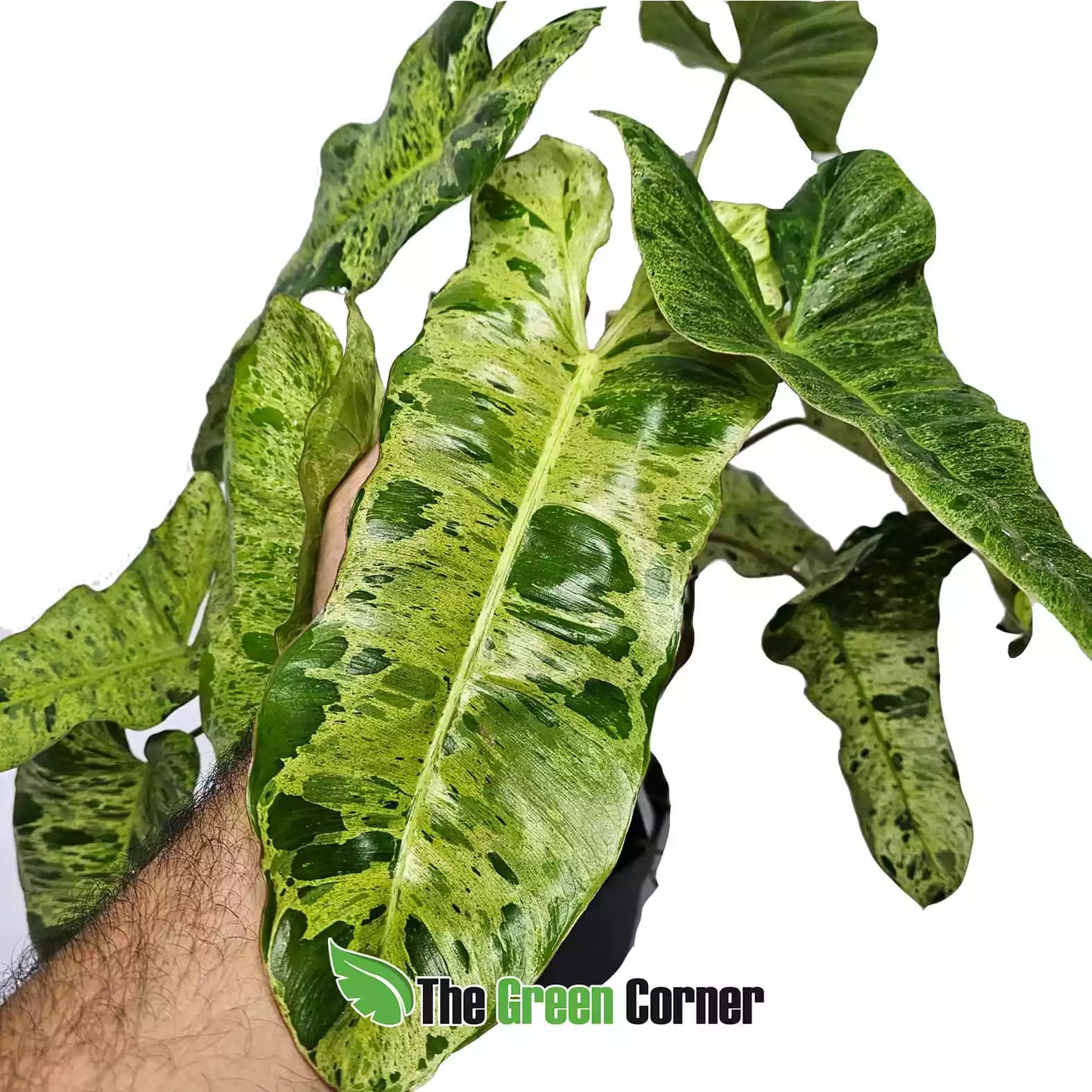 philo-paraiso-verde-detalle2