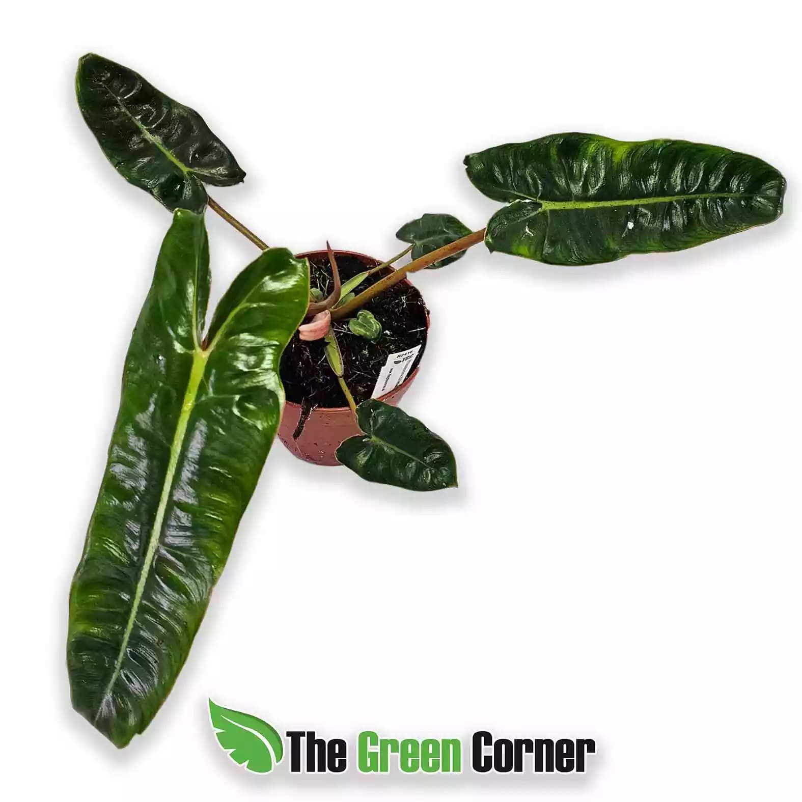 philodendron-billeteae-general