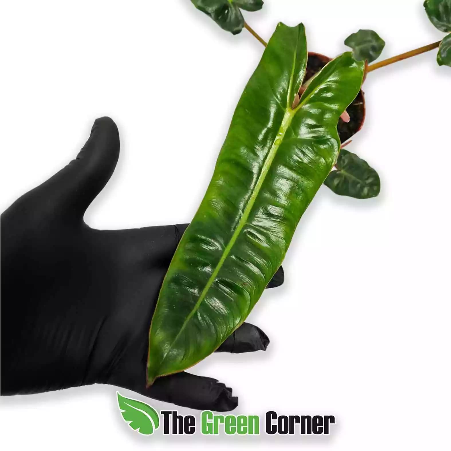 philodendron-billeteae-hoja