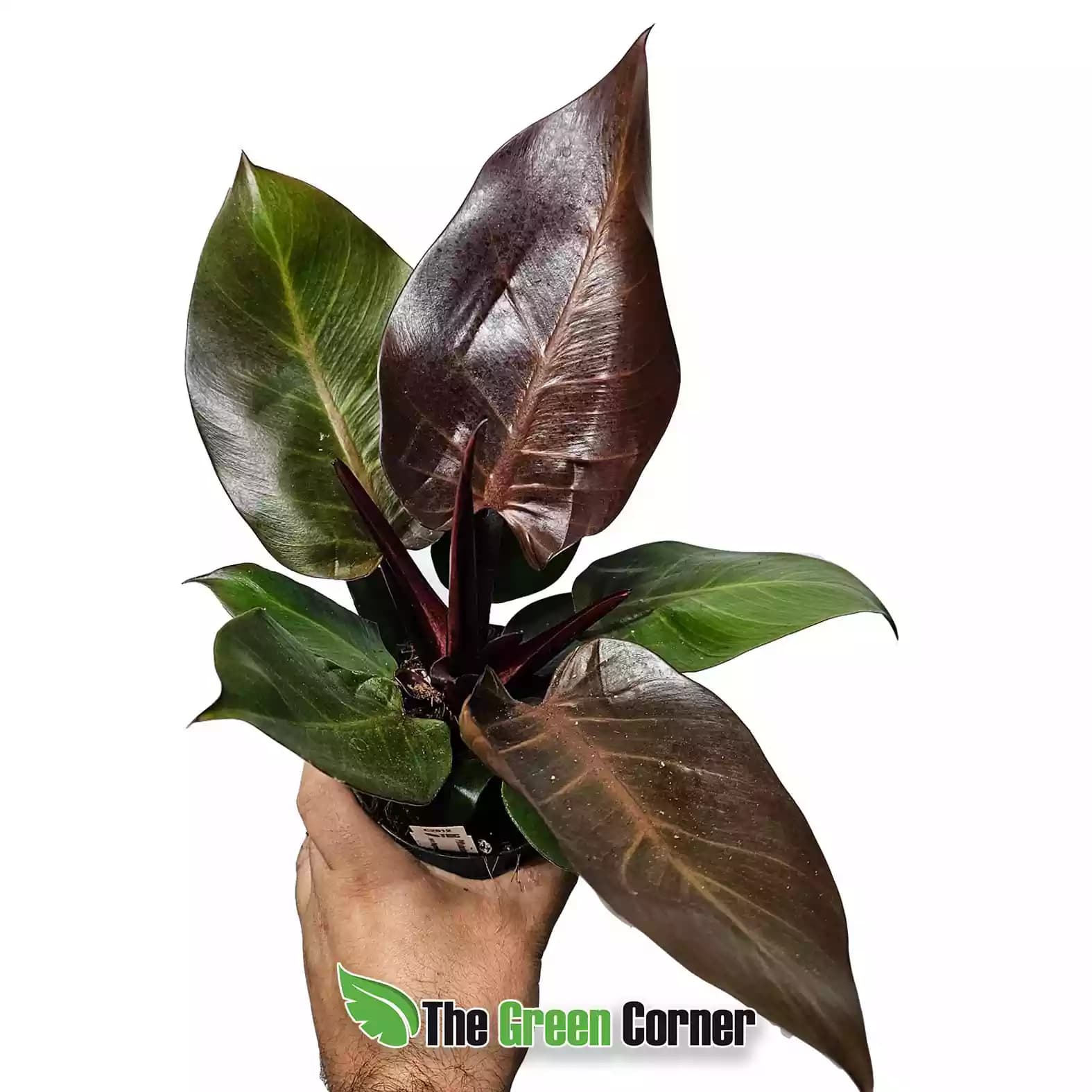 philodendron-cherry-red