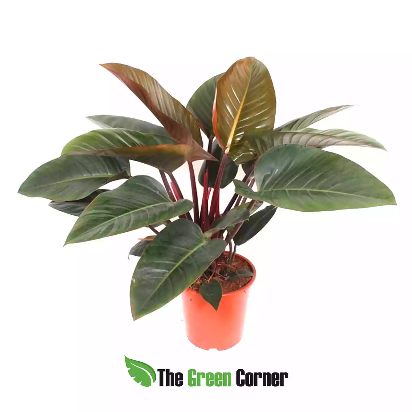 philodendron-congo-red