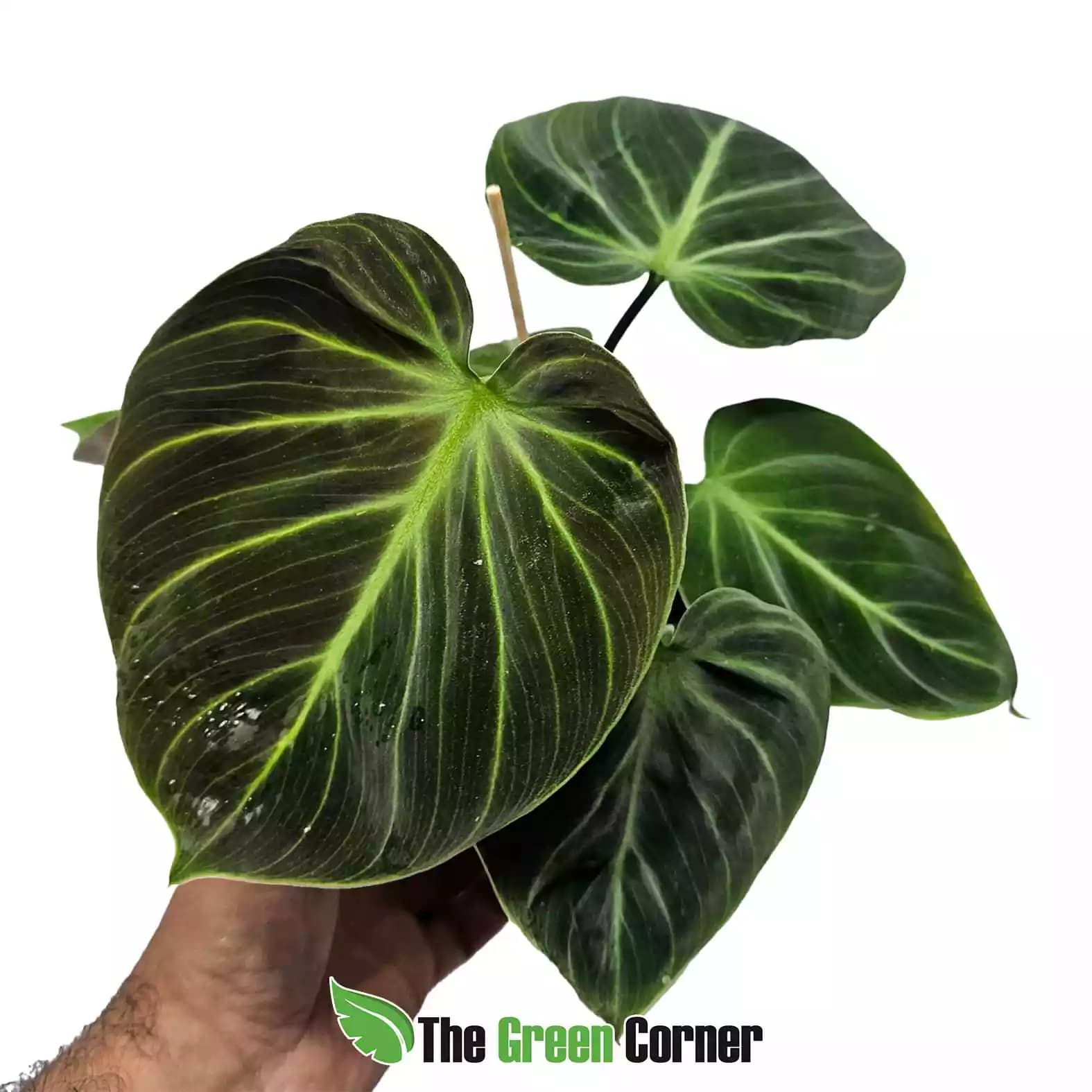 philodendron-El-Choco-Red