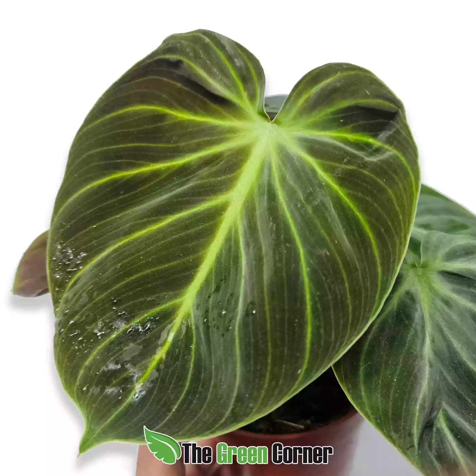 philodendron-el-choco-rd