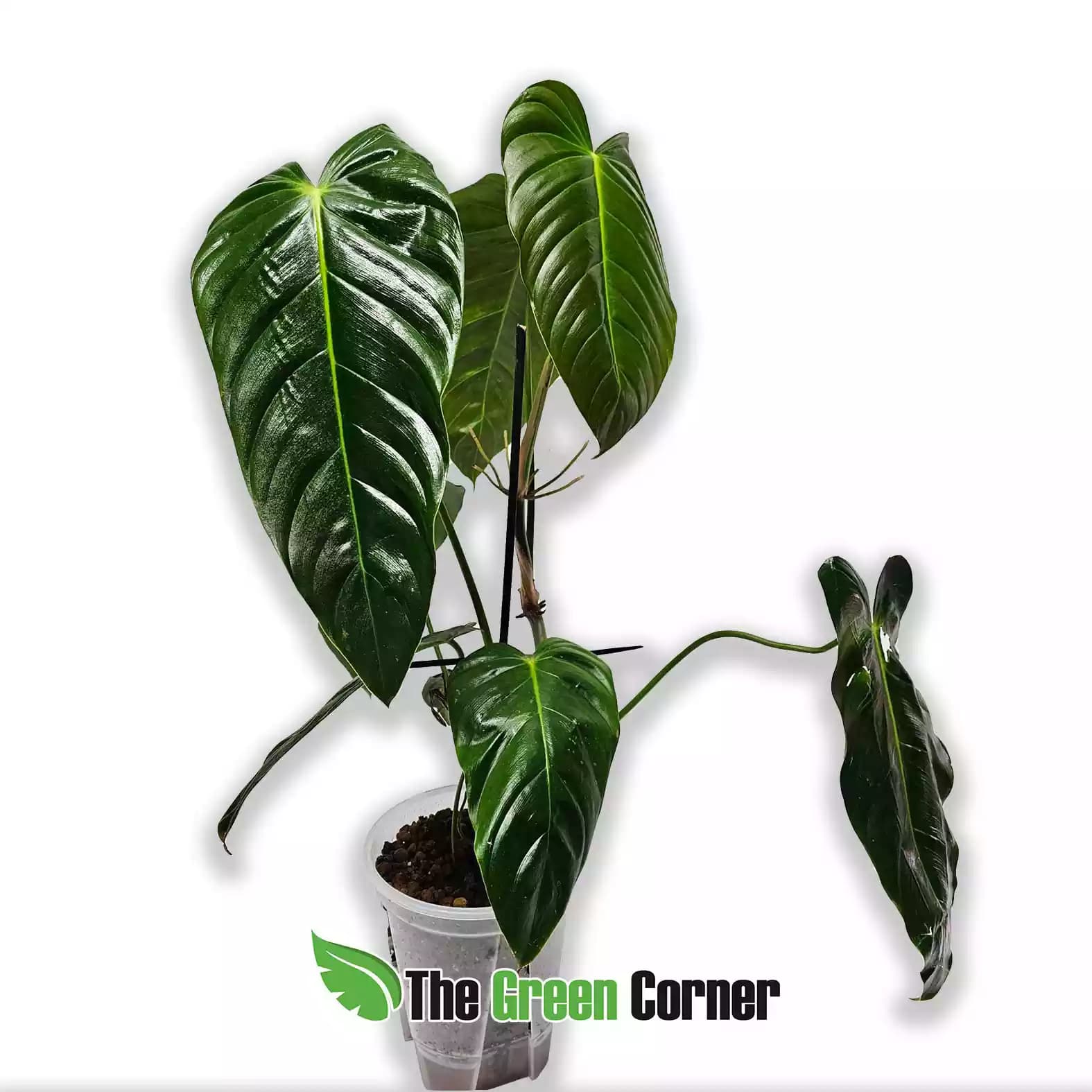 philodendron-esmeraldiense-general