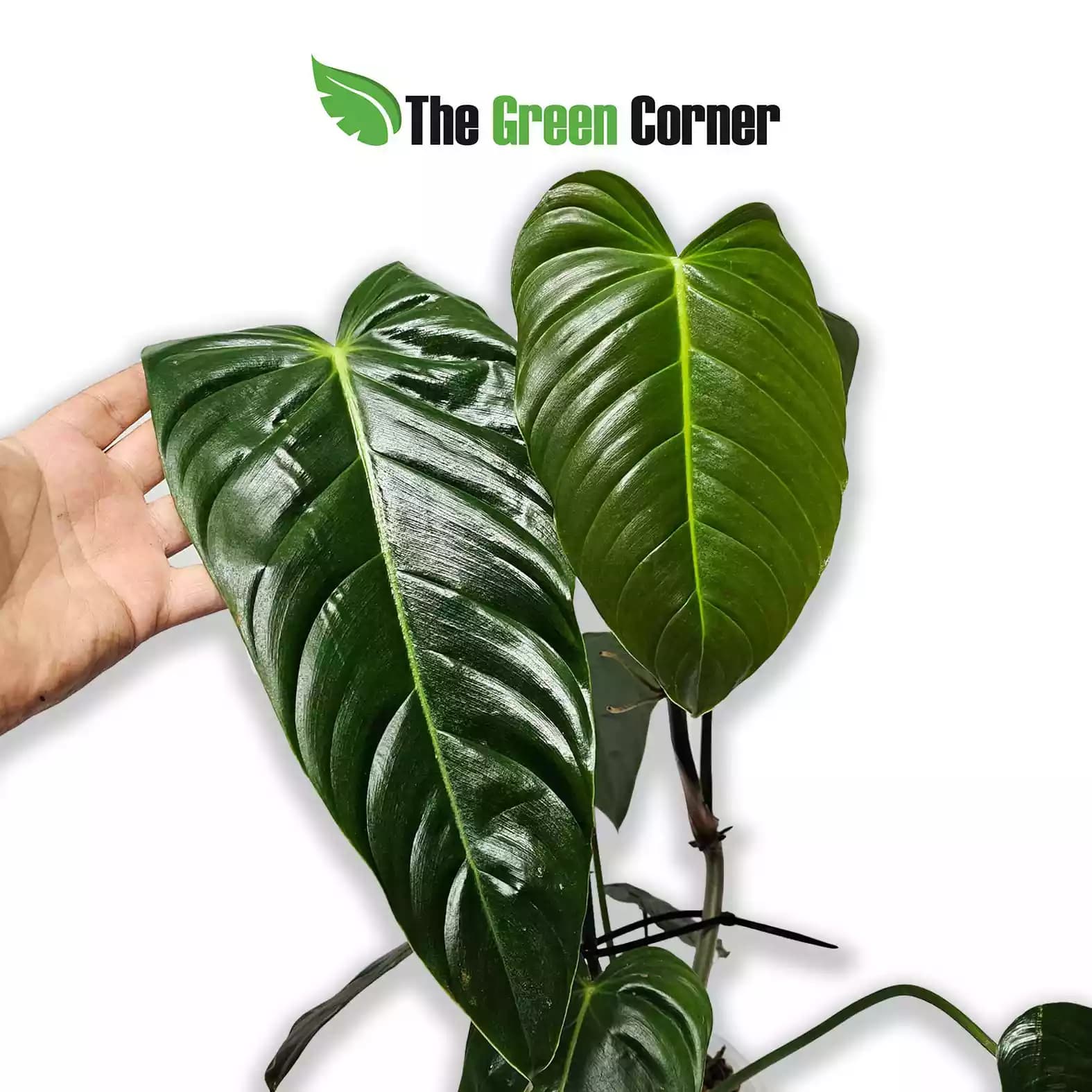 philodendron-esmeraldiense-hojas