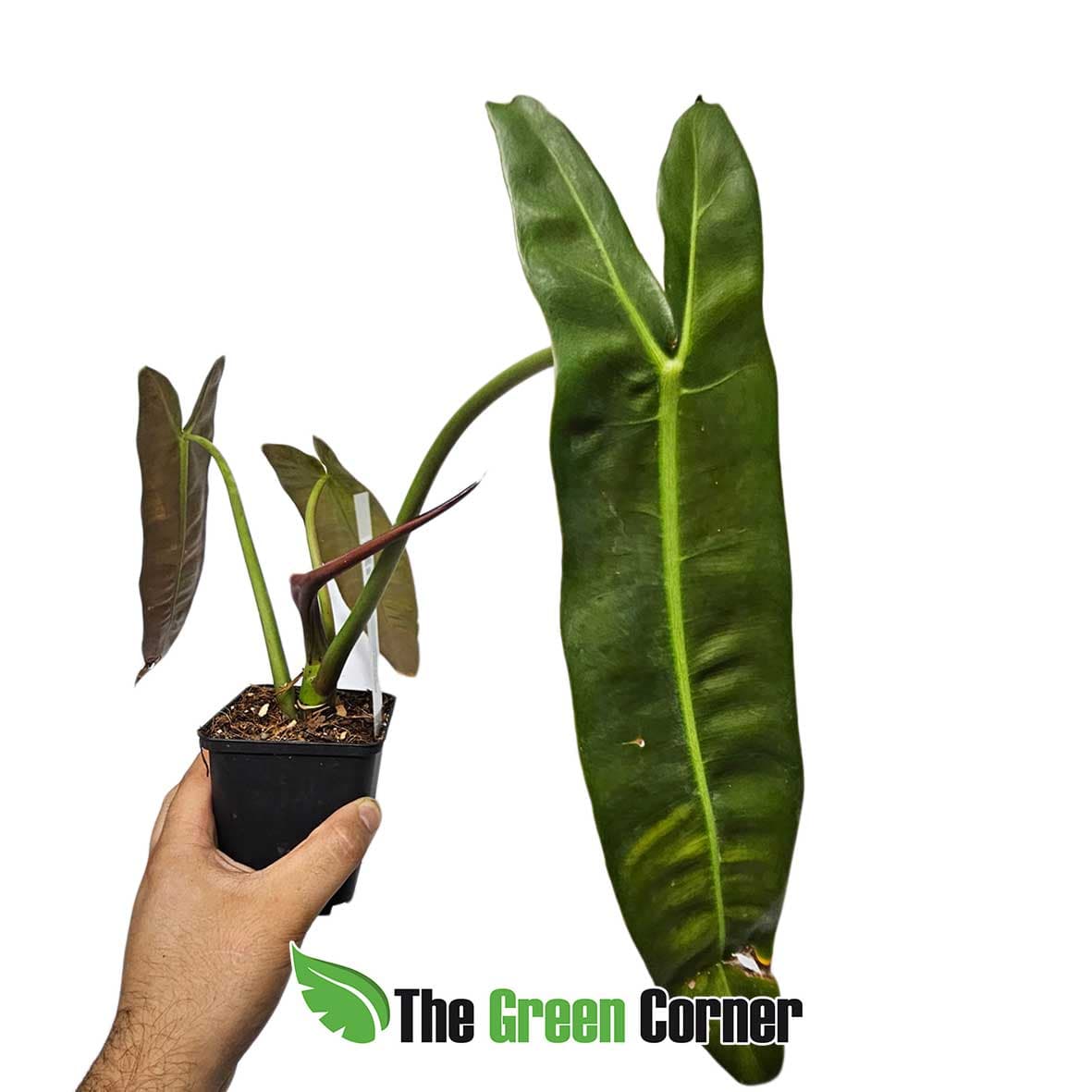 philodendron-esmeraldiense