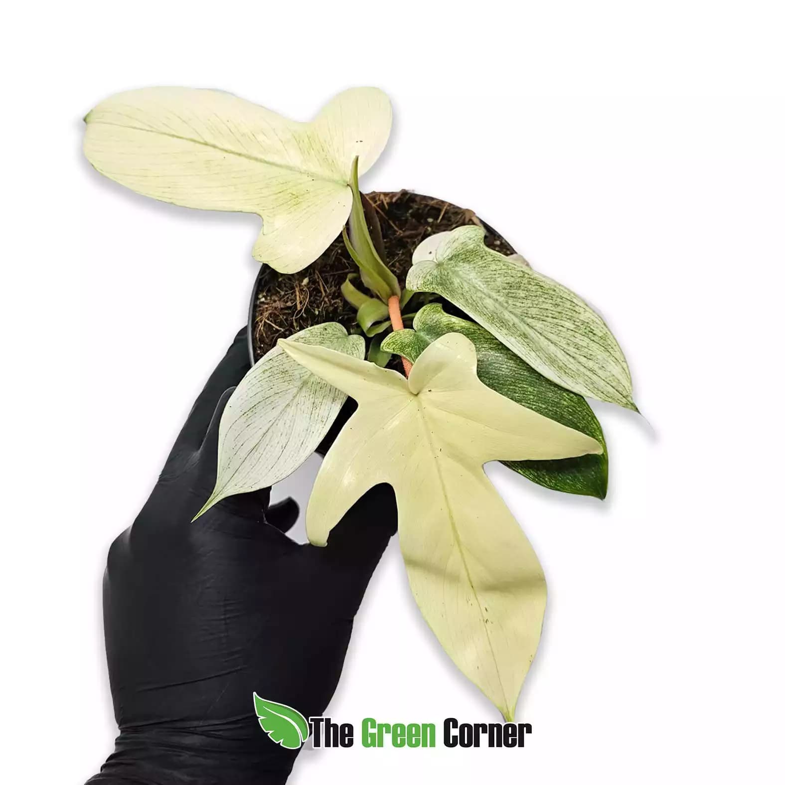 Philodendron Florida Ghost