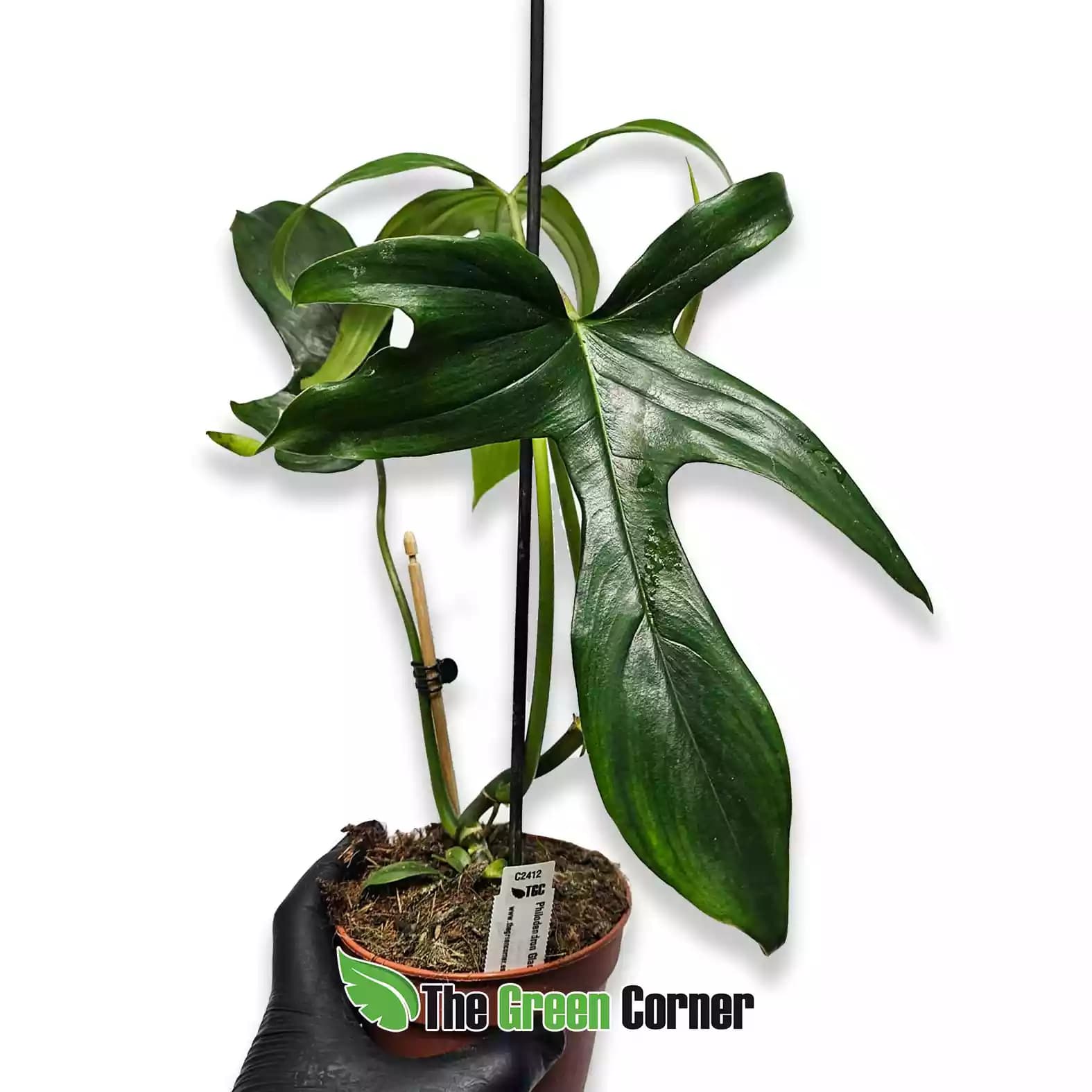 philodendron-gladhans-general